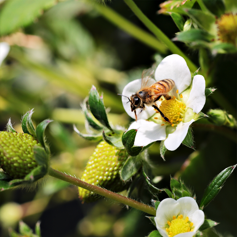 いちご畑の蜜蜂
