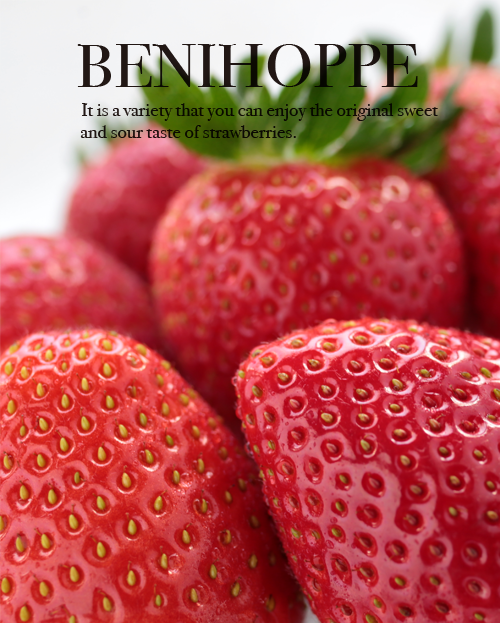 河合いちご農園の紅ほっぺ